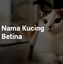 Nama Kucing Kucing Lucu